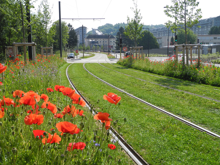 Baaum - DSCN7955.jpg