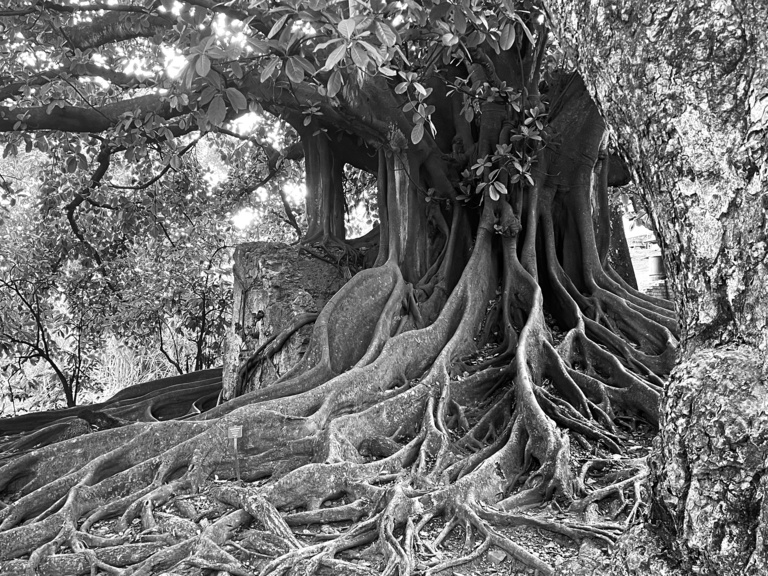 Carta – Reichen et Robert - MARTINIQUE_BR_IMG_1780-NB2.jpg