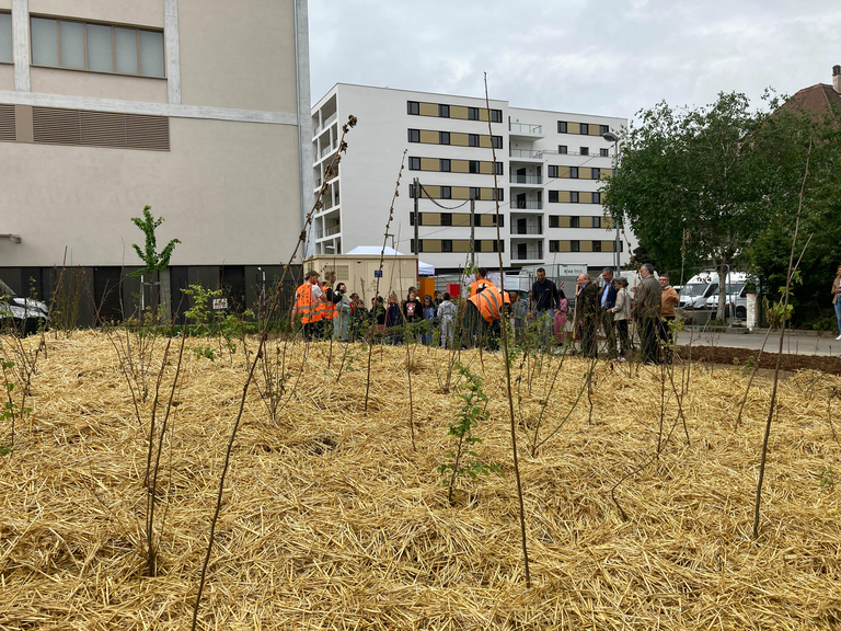 Baaum - Inauguration de la forêt Miyawaki </br>1000 arbres dans l’éco-quartier Fischer